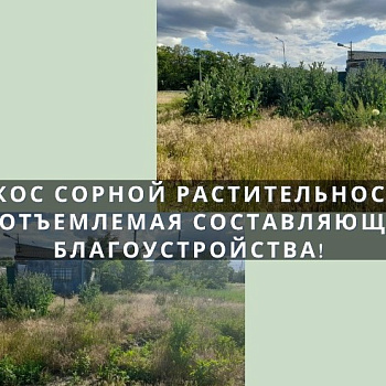 О необходимости проведения мероприятий по ликвидации сорной растительности