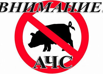 О мерах профилактики африканской чумы свиней